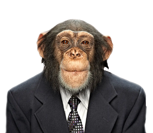 Chimp CEO